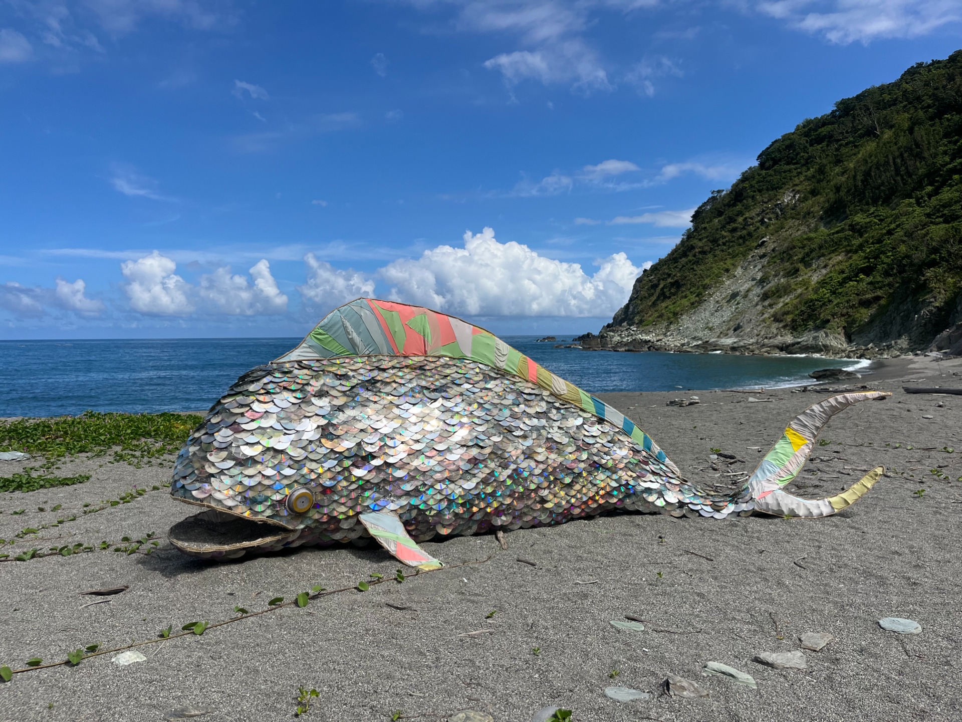 光碟魚:圖|張瑋峻