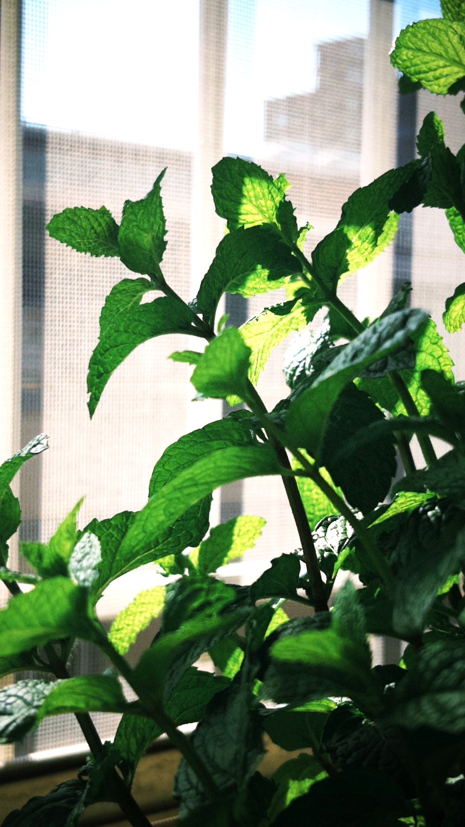 陽光下的薄荷｜圖：古婕伶